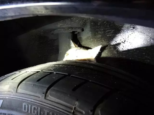 这个冬天流浪猫们要怎么度过,天冷了流浪猫