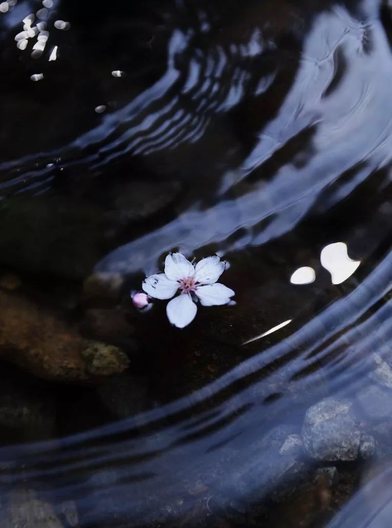 清明过后天空就明净了,今日清明万物生长清洁明净