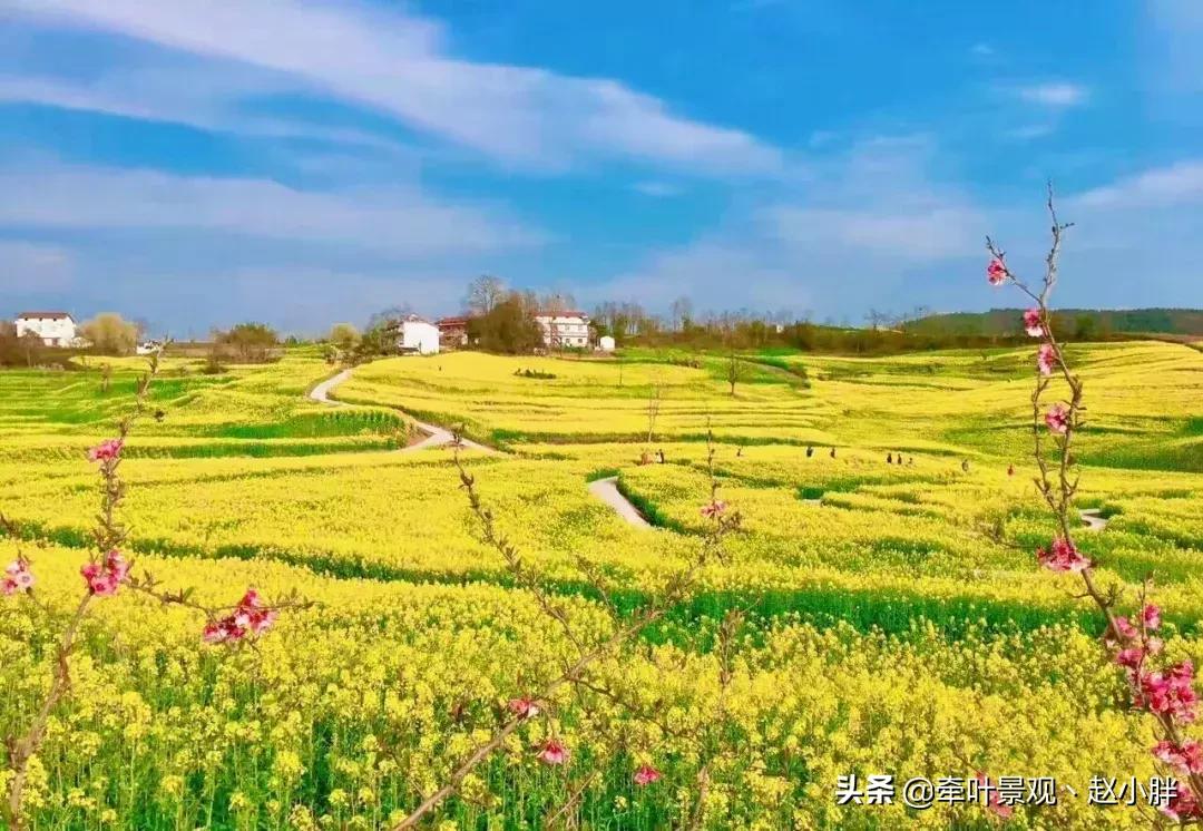 踏春寻美景,踏春赏花梯田漫步