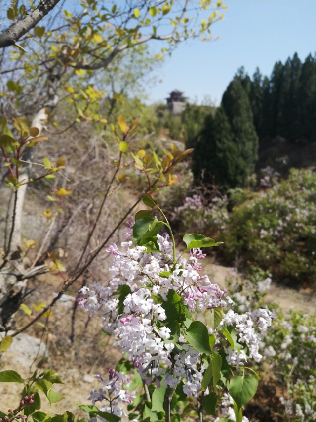 淄博花山公园梅花谷,淄博花山公园
