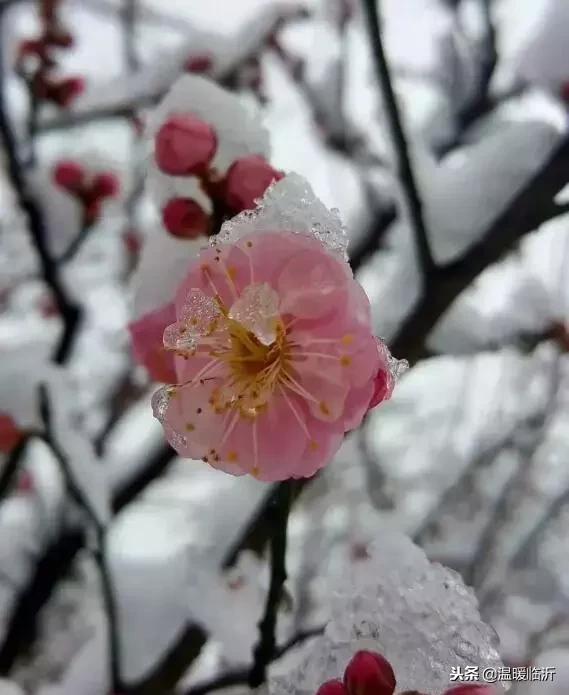 雪后的临沭小城，美得令人窒息