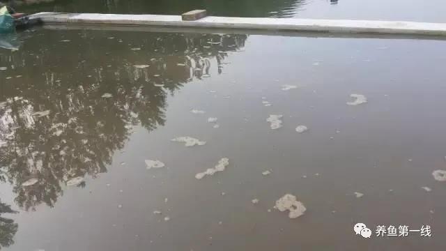 池塘水体净化,池塘净化鱼类