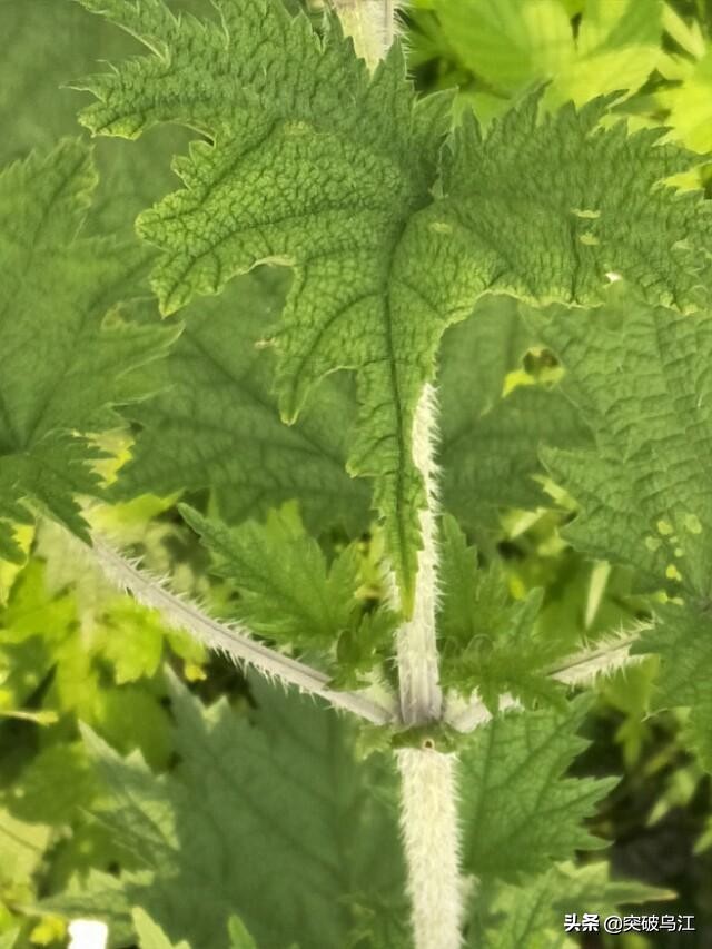 你认识植物苘麻吗,活麻的原理是什么
