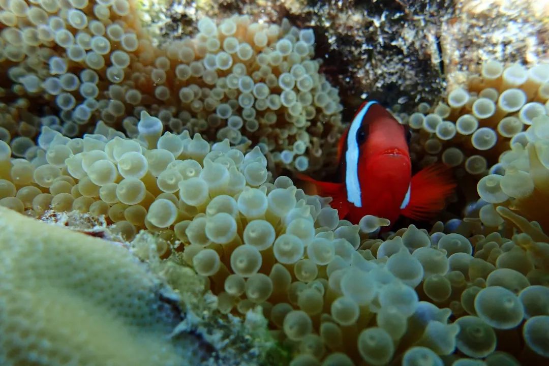 帕劳金色水母,帕劳水母旅行