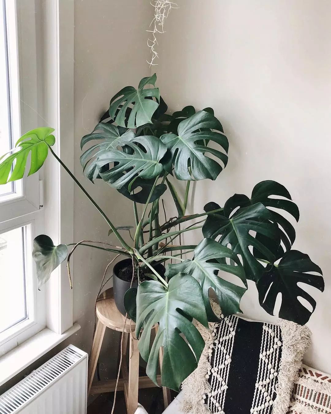 泫雅牛油果绿两件套,泫雅牛油果绿穿搭