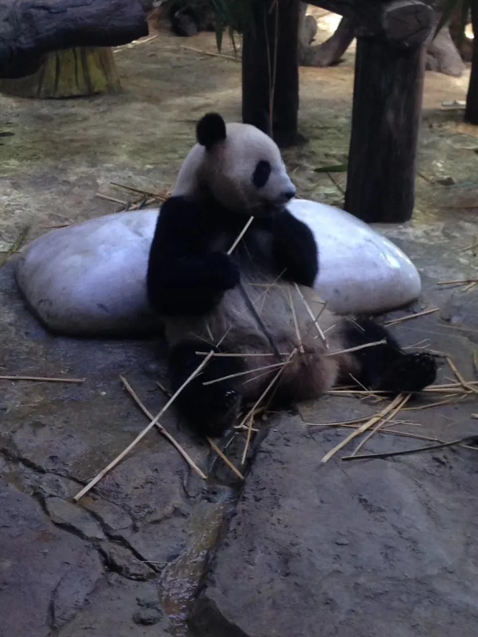 广州长隆野生动物世界游记300字,广州长隆野生动物园游记