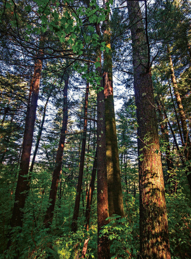 林草科学知识,林草科普类短视频