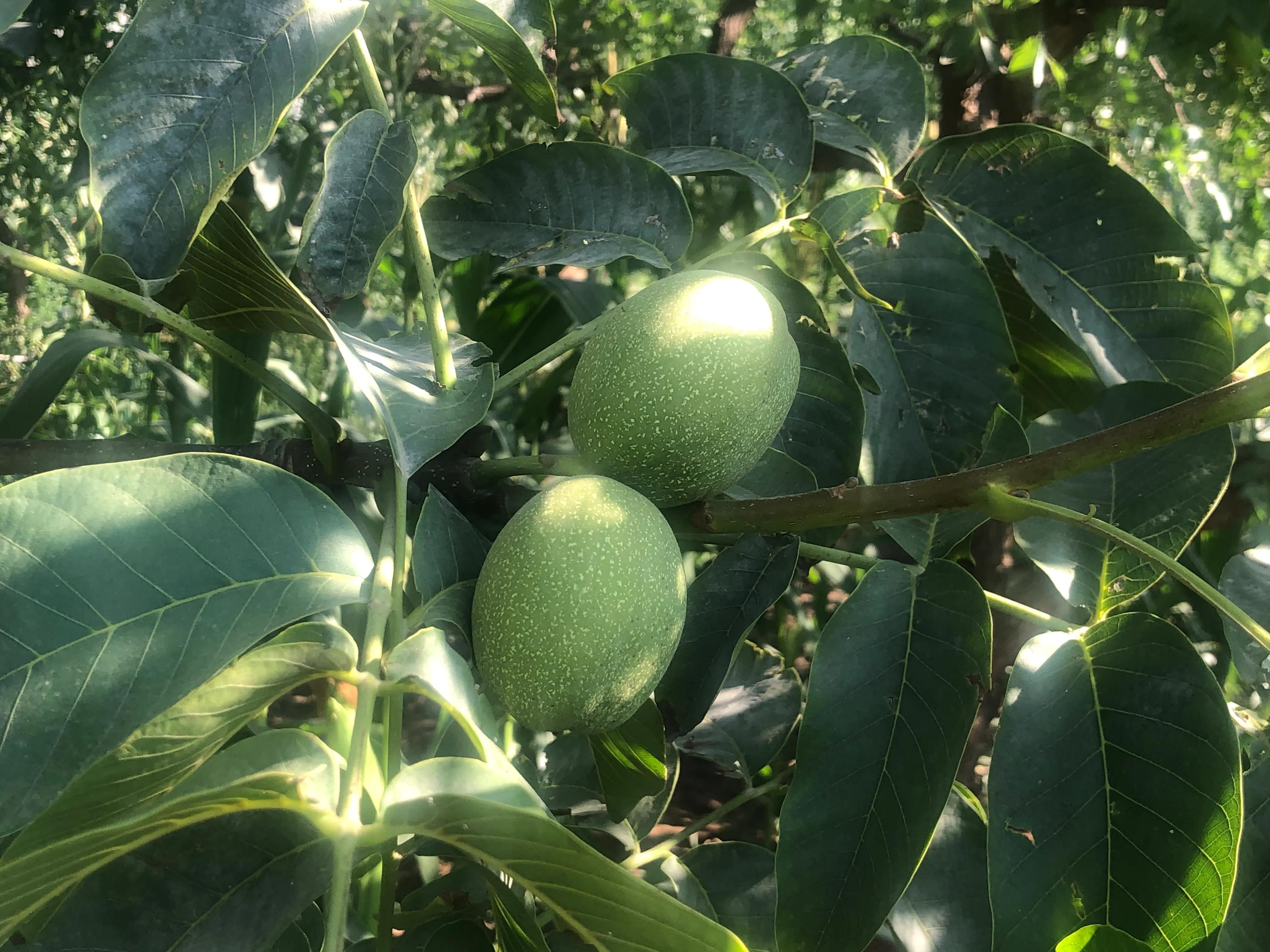 核桃树象征意义多子多福,核桃树红色代表什么