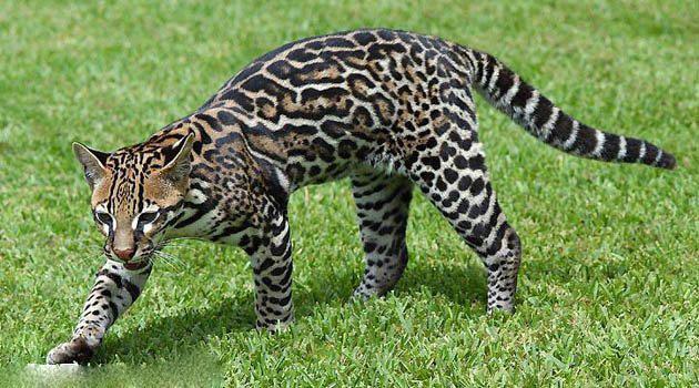 十大最凶悍的猫科排行榜,十大最稀有野猫