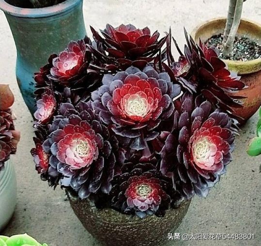 法师多肉休眠期怎么养,怎么判断多肉法师休眠