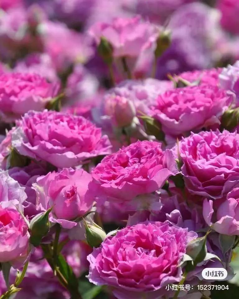 获得worldrose的12款月季品种,露台月季品种推荐