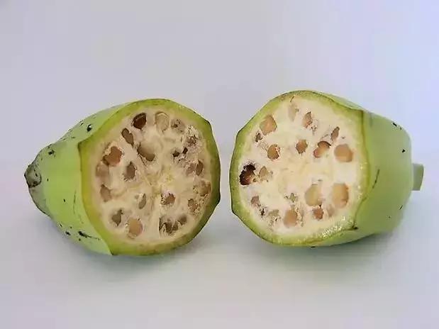 2021年在缅甸种植香蕉有危险吗,香蕉种植有霜冻怎么办