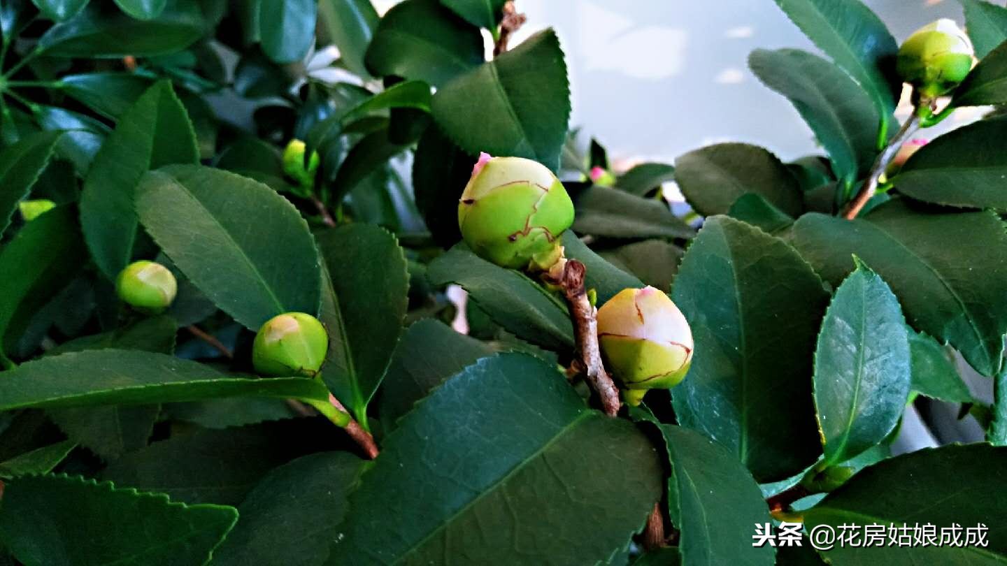 花盆里的小黑飞虫子怎么消灭,花盆里有小黑飞怎么能根治