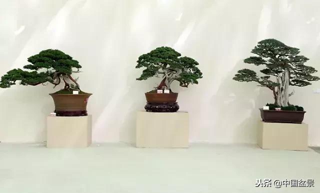 盆景不具有收藏价值,盆景不能有功利心