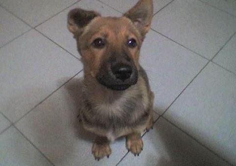 罗威纳狗狗补钙吃什么,戈赞养柯基视频