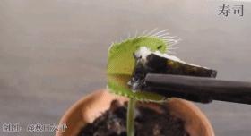 养哪一种吃虫子的花最合适,这4种花真省心养在家里不招虫