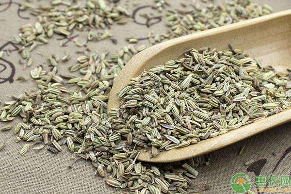 茴香今日的价值多少钱,2023年茴香多少钱一公斤