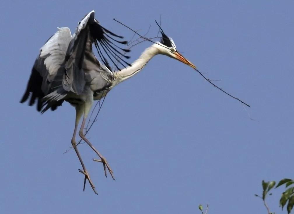 海珠湿地一期,海珠湿地公园走完要多久