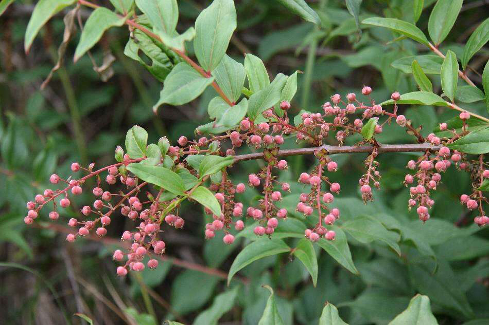 马桑叶图片,中药材桑叶
