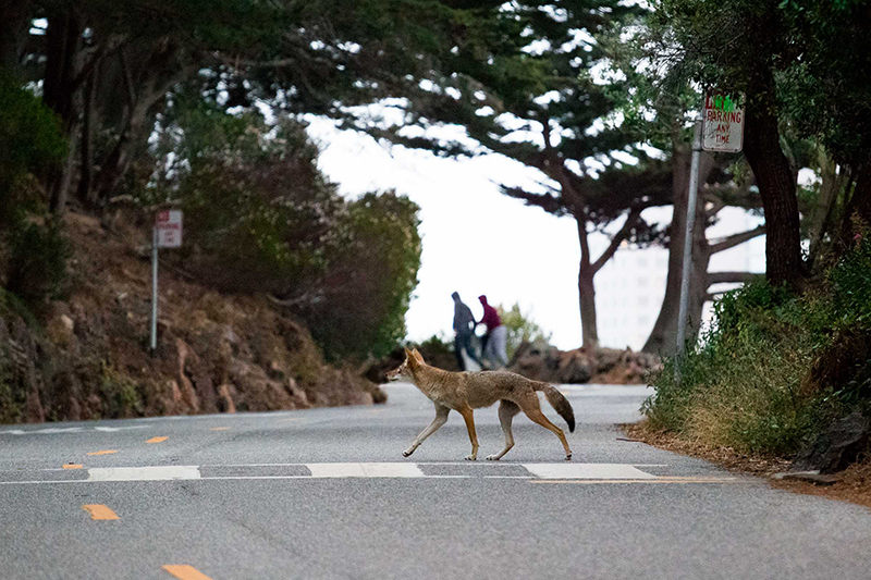 美洲黑熊和浣熊谁更厉害,郊狼和浣熊的区别