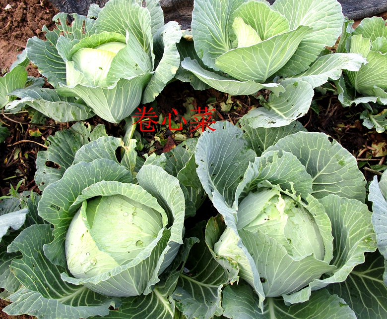 甘蓝蔬菜档案介绍,十种蔬菜卷心菜