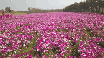 能让衣服持久留香的留香珠,纳米衣物留香珠