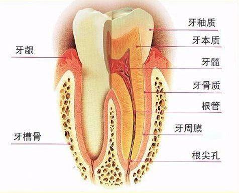 牙龈炎牙周炎牙髓炎怎么区别,牙周炎与牙髓炎牙龈炎有什么区别