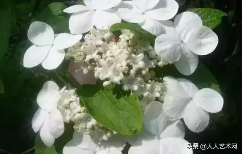 全国56市市花太美了的视频,中国56市市花图片