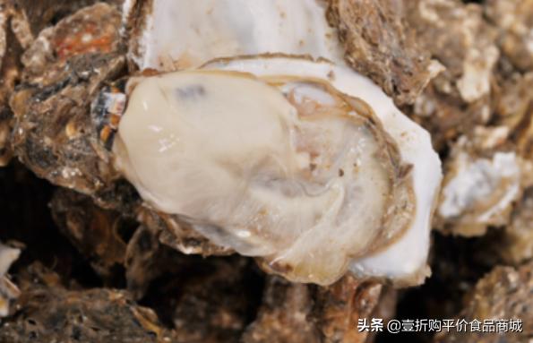 现在的牡蛎可以吃吗,牡蛎可以生吃的有哪些