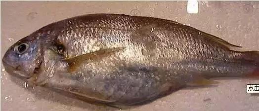 渔民海鲜大全,渔民整理的海鲜河鲜大全