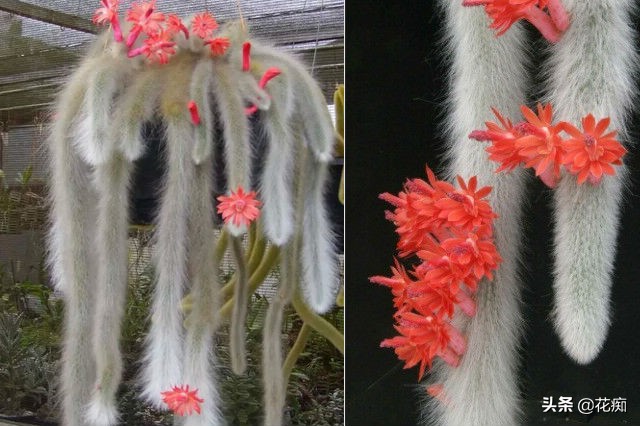 猴尾柱花苞的样子,猴尾柱开花品种大全