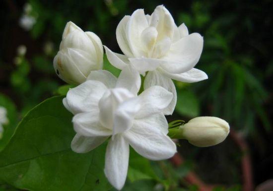 适合养在卧室的灵草,薄荷草适合在卧室内养会影响睡眠