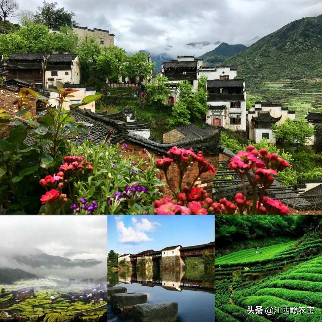 江西婺源的绿茶,千年茶香婺源绿茶