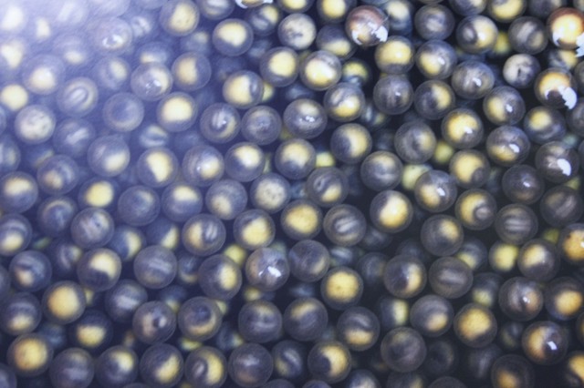 最大的鳇鱼多少斤,目前发现最大鳇鱼