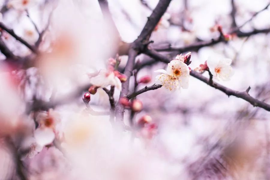 又是全国第一！华中农业大学，全体武汉人的骄傲