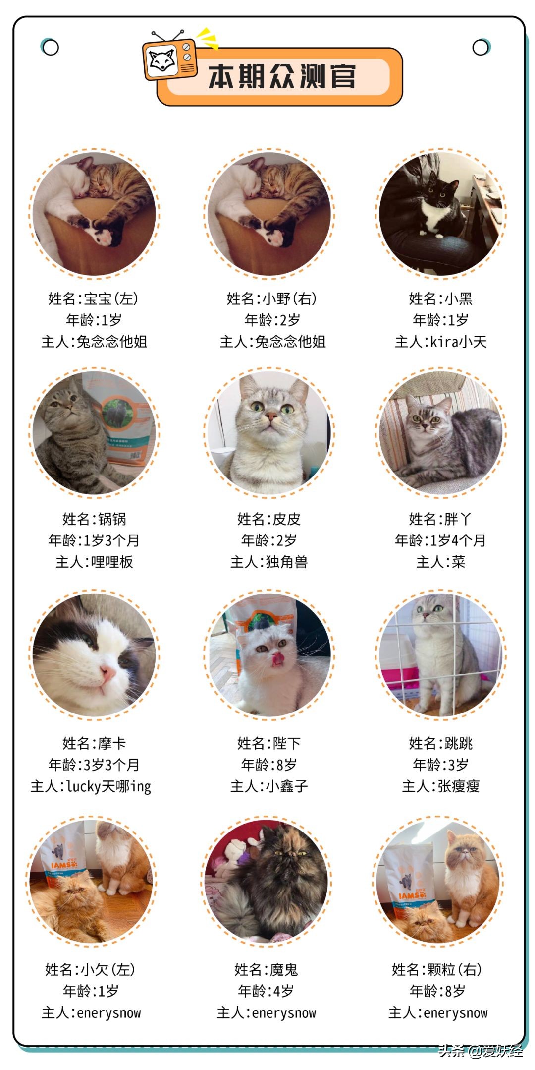 铲屎官减肥瘦身,吐毛球的铲屎官