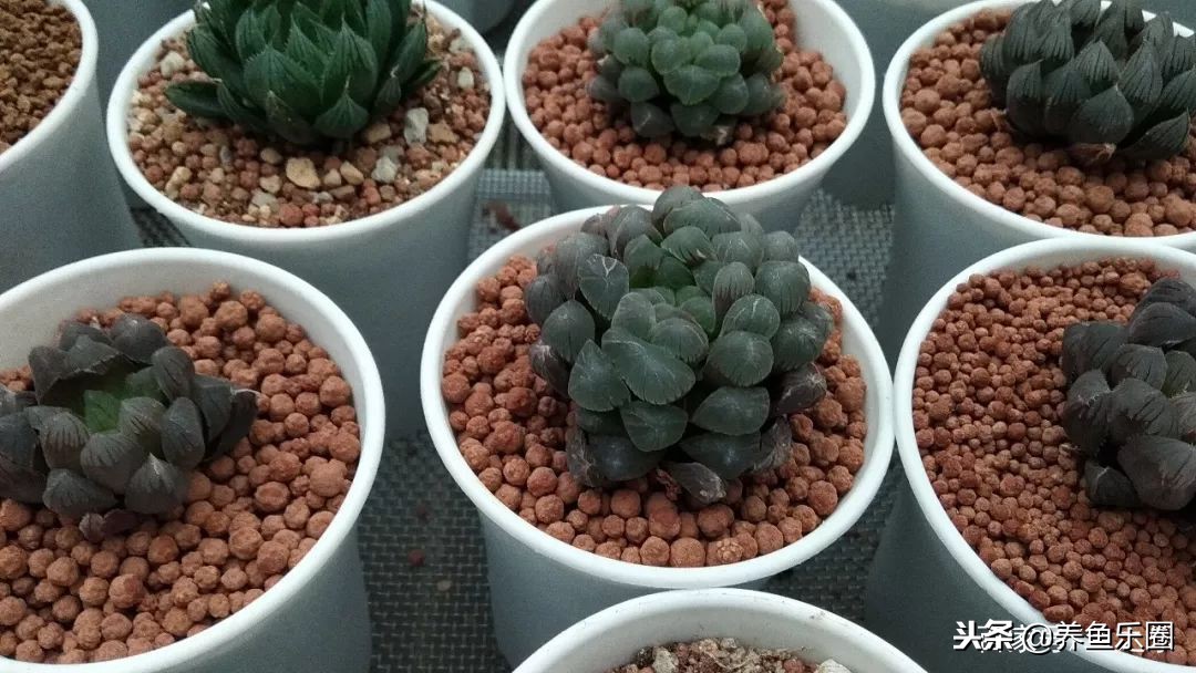 这位土豪家的渔场，光滤材就花了500多万，你确定不要见识一下？