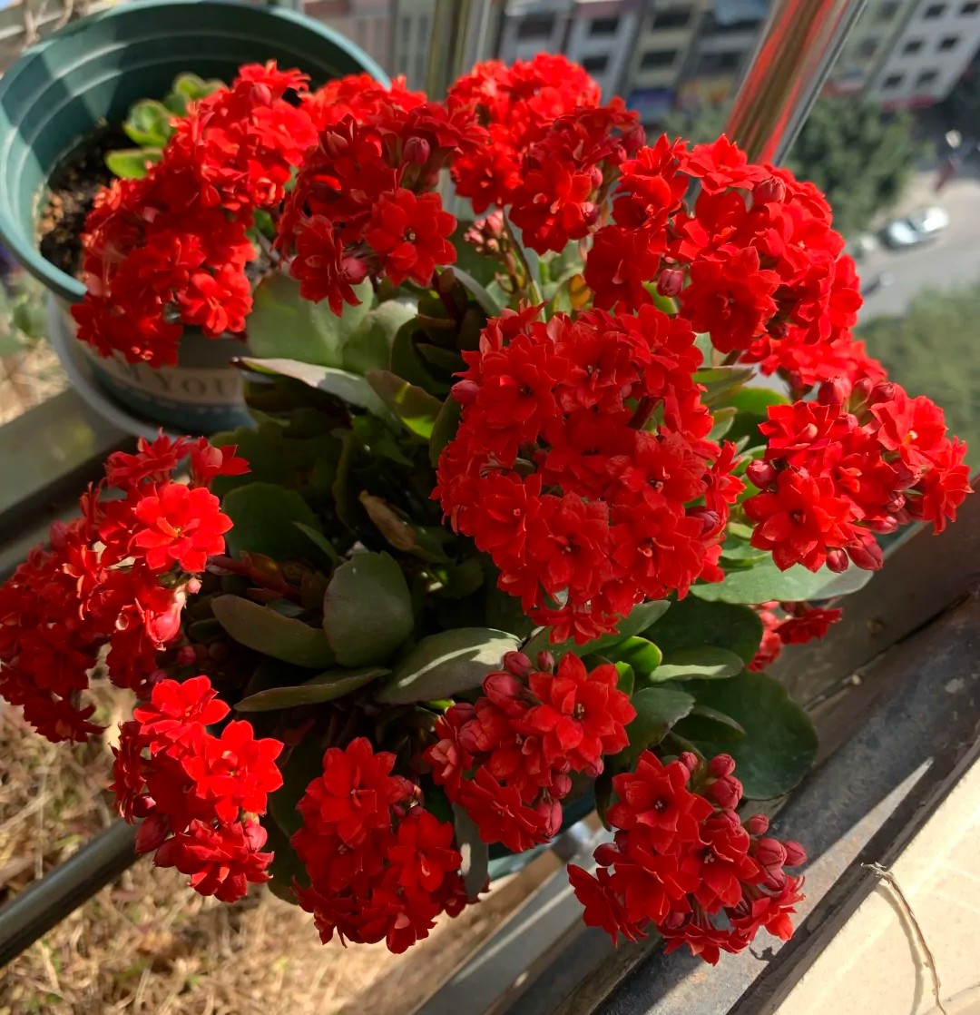 长寿花单瓣品种大全,长寿花100种颜色图片