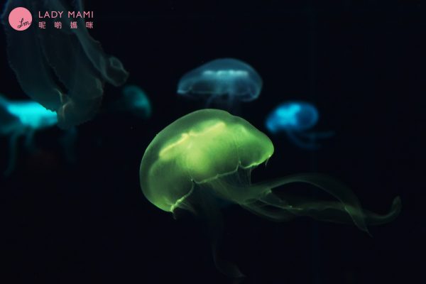 2022珠海长隆海洋王国旅游攻略,游客带你玩珠海长隆海洋王国