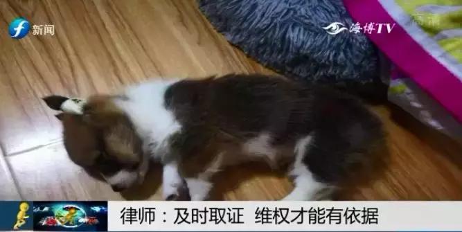 宠物狗买回来过几天病死怎么维权,厦门宠物店