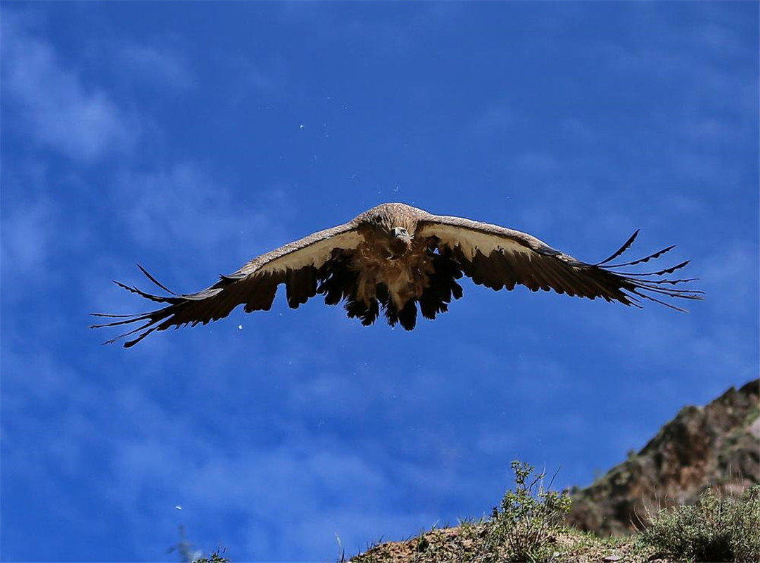 青海泽库公路现高山秃鹫,形象凶狠声誉差,却对伴侣忠贞不二