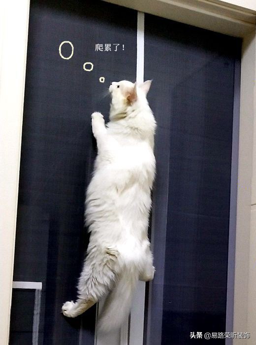 有什么养猫不封窗的方法,为什么养猫不封窗