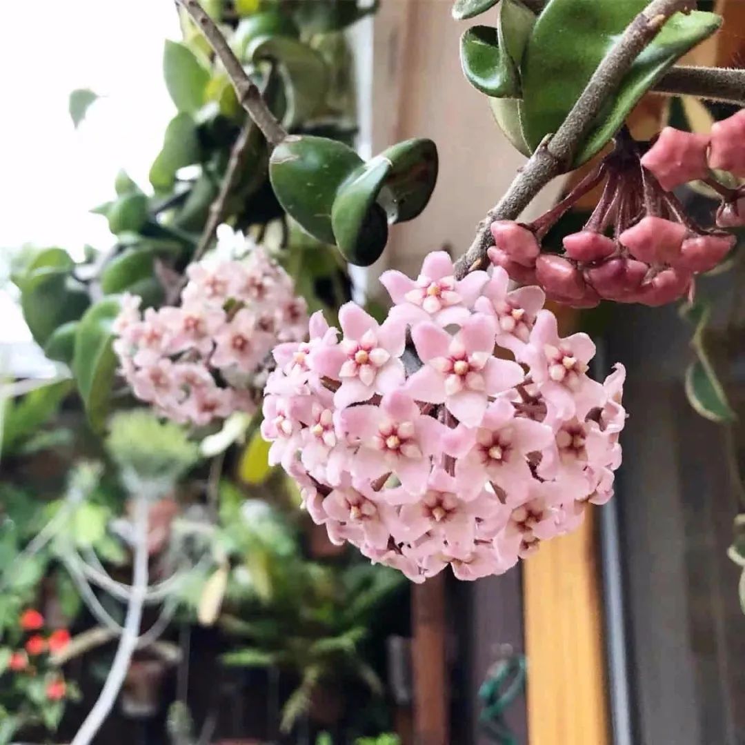 推荐4种“垂吊花”，看一眼就会喜欢上，家里养几盆，美如仙境