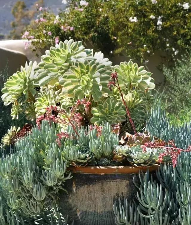 老外的多肉盆景惊艳了世界,多肉庭院美极了
