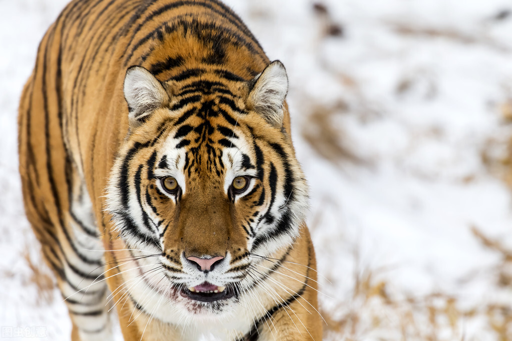 老虎逃离塔科夫,老虎逃出实验室