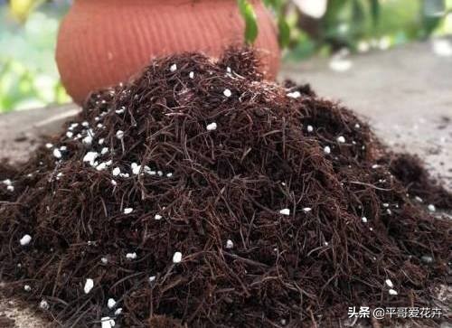 12月底，学会自制3种“营养土”，来年换盆肥效足、土壤疏松透气
