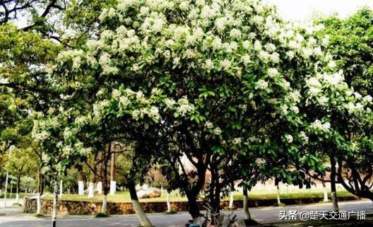 石楠花又开了,石楠花春天