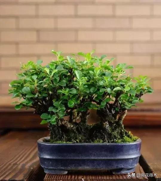 日本长寿梅欣赏,日本长寿梅盆景枝条养护