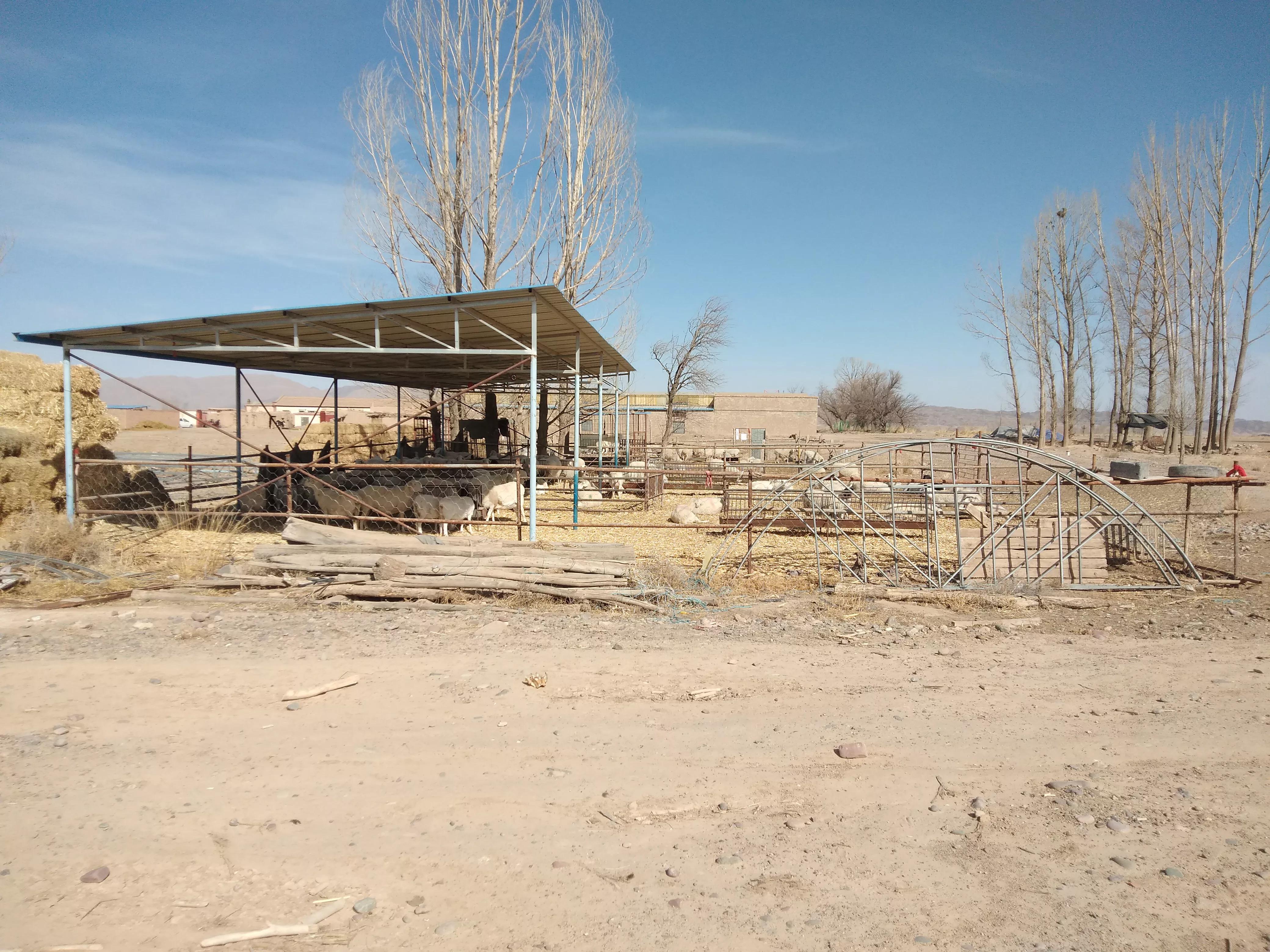 一只基础母羊一年能挣500不,1000只母羊的利润多大