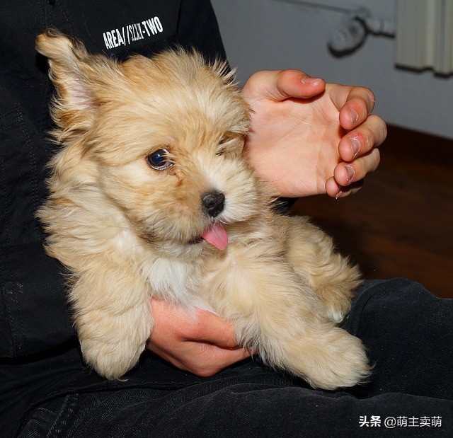 泰迪犬有这些症状说明被人宠爱着,泰迪狗粘人